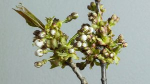 Прекрасные цветы часть 12