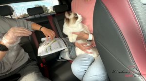 ПЦР-тест у кошки Мальвины на генетические заболевания