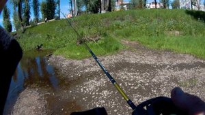 мультипликаторная катушка дарк вольф 50 размер