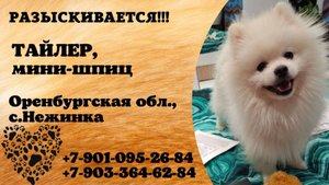 Пропала собака! ТАЙЛЕР. Мини-шпиц. Оренбургская обл, с. Нежинка
