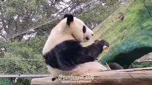 🍽 У Катюши 🐼 случился настоящий кулинарный прорыв! 🎋🔍