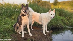 На реке в августе