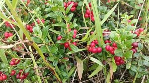 Дары природы.