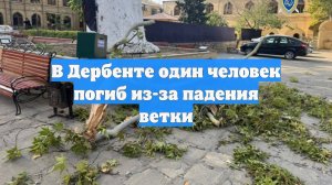 В Дербенте один человек погиб из-за падения ветки