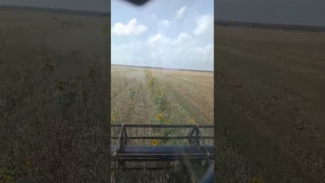 уборочная 2025