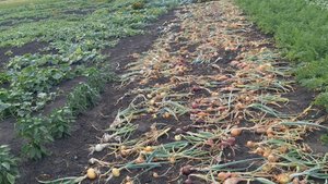 Пришло время убирать лук.