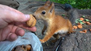 Немного про копию Толстой. И о голубях
