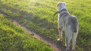 Всевидящий пофиг. Основные черты характера САО