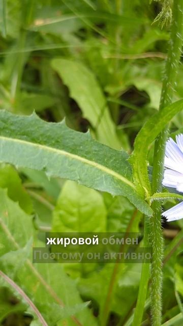 он чистит организм смотреть онлайн