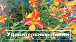 Лилии в полоску. №3 (6)