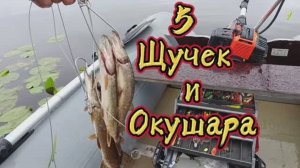 Пять щук и окушара!
такую рыбалку я обожаю 😎