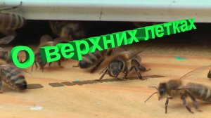 Верхние летки ульев: профессор Кашковский объясняет ключевые моменты