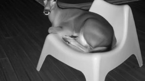 Тайны животных