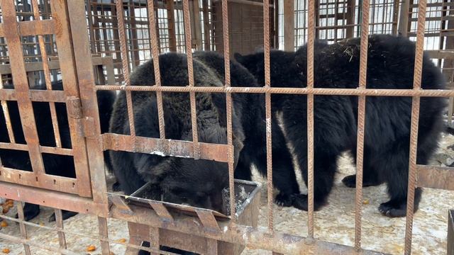 Трудовые будни в Мишкиной берлоге. Ответы на вопросы! смотреть онлайн