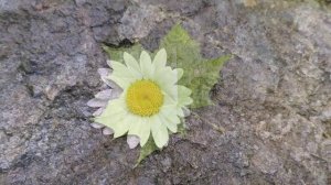 Пение птиц. Расслабляющие звуки природы.