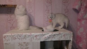 Котята Везде! Приключения с Множеством Пушистых Малышей
