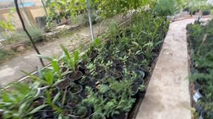 Выращивание пальм в 7 зоне