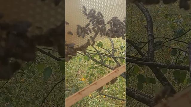 осмотр попавшего роя продолжение