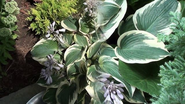 Пересадка хосты, деление куста смотреть онлайн