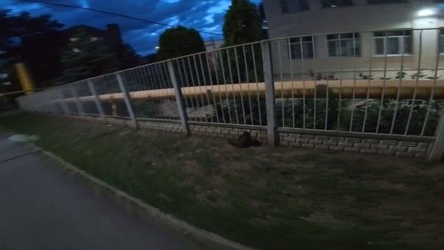 Школа номер 1 кошка вечером