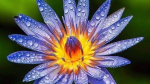 Кувшинка (Нимфея) Джина (Nymphaea Geena) Синий Покупка