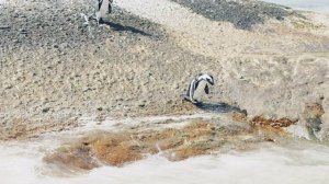 На краю земли в объятиях пингвинов