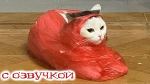 ПРИКОЛЫ С КОТАМИ! Смешные ЖИВОТНЫЕ с озвучкой! Смешные коты!
