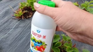 Обязательная подкормка клубники после плодоношения