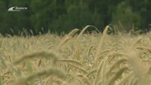 Дороги деревенские (268) 03.08.25