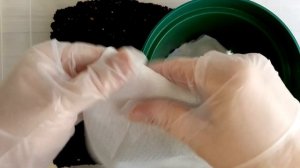 Лаванда в кашпо. Из семян. Пересадка в больший объём