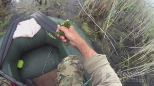 В болоте живут не только лягушки!