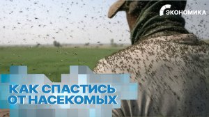 Нашествие насекомых в России: люди массово скупают репелленты. Сколько стоит защита от кровососов?