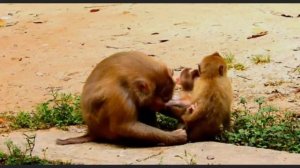 Груминг - типичное для семейства макак занятие    000026650.mp4