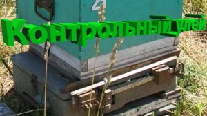 Контрольный Улей – Как Это Работает? Объясняет Профессор Пашаян