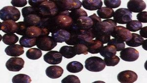 Домашнее пиво из свеклы