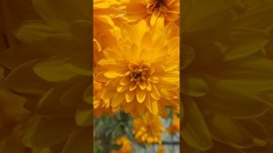 Золотые шары