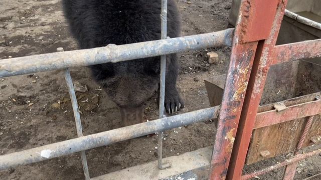 Свету быть! Медведи едят запрещенку... смотреть онлайн