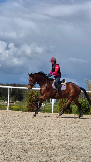 Кросс-кантри, тренировки, кросс, троеборье - все это конный спорт💪🏇