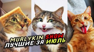 🔥 Приколы с котами и собаками ОТ Murlykin Show 😂 Подборка смешных животных №2 ☺️ Лучшие за ИЮЛЬ 😎