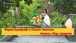 Ферма Бушкрафт в Пханге. Вьетнам, ананас, сбор продажа