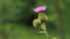 Прекрасные цветы часть 5