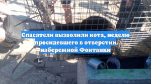Спасатели вызволили кота, неделю просидевшего в отверстии набережной Фонтанки