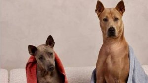 рыжие собаки (риджбеки  Тюльпан и Тильда)