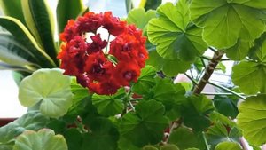 Почему желтеют листья на Пеларгонии Герани? Как с этим бороться?