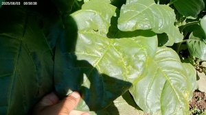 Снова пасынки на махорке.