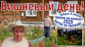 "Вишневый день" в деревне, сбор - сбор - сбор вишни, закрутки. Битва за урожай 2025.