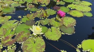 Бот. сад NEBG - Сад вдохновения - Красивые нимфеи и кинетическая скульптура 'Птицы' - 2 августа '25