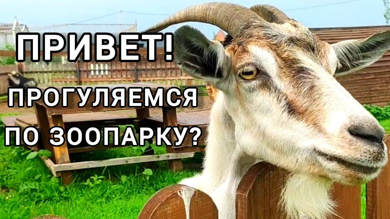 Прогуляемся?)))  Зоопарк "Чудесный". Проект по СПАСЕНИЮ ЖИВОТНЫХ. #ЗоопаркЧудесный #МирЖивотных