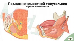 Топография под нижнечелюстного треугольника шеи