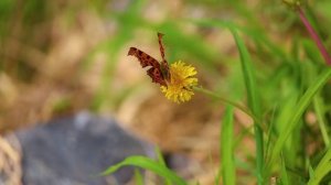 Прекрасные цветы часть 3